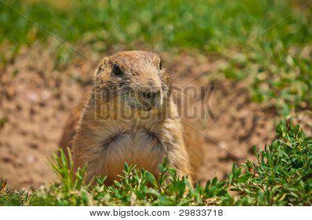 Prairie Dog At His Burrow