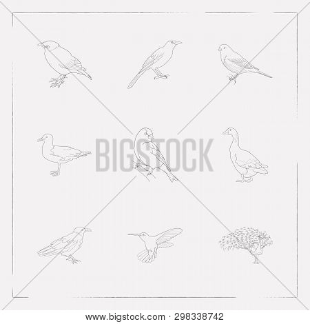Set Of Birds Icons Line Style Symbols With Crow, Goose, Hummingbird And Other Icons For Your Web Mob