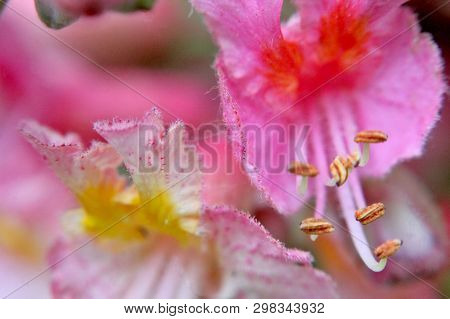 Blurry Beautiful Pink Chestnut Tree Blossom Macro. Long Stamens. Lavish Floral Image. Selected Focus