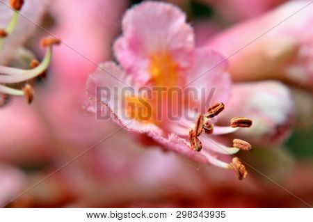 Blurry Beautiful Pink Chestnut Tree Blossom Macro. Long Stamens. Lavish Floral Image. Selected Focus