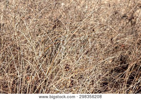 Solid Branches Of The Bush Without Leaves. Impassable Shrub. Abstract Texture Of Branches