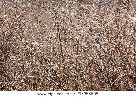 Solid Branches Of The Bush Without Leaves. Impassable Shrub. Abstract Texture Of Branches