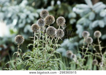 Flora Flowers Backyard Globe Thistle Balls Round Seed Head