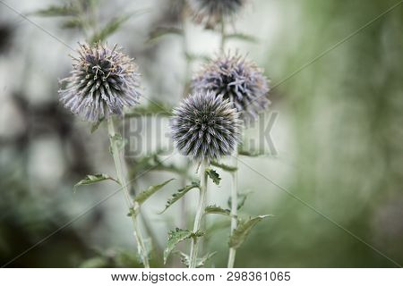 Flora Flowers Backyard Globe Thistle Balls Round Seed Head