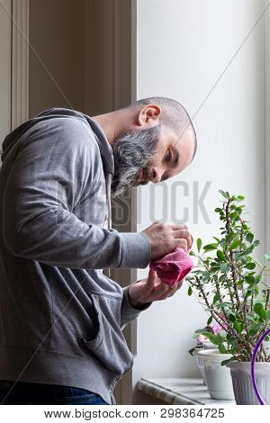 Bearded Man Caring For Home Flowers In Pots On The Windowsill. 43 Year Old Man Engaged In Home Plant