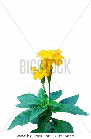 ดอกไม้ Crossandra