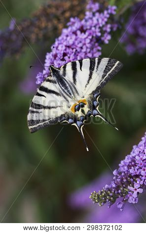 Scarce Swallowtail, Iphiclides Podalirius. Beautiful Butterfly On Flowers. Amazing Macro Photo. Colo