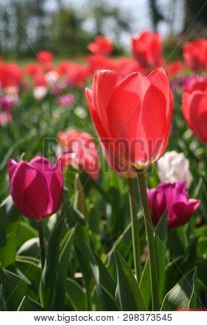 Beautiful Pink, Purple And White Tulips With Green Leaves, Blurred Background In Tulips Field Or In 