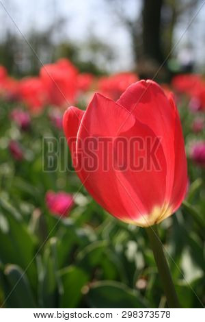 Beautiful Pink, Purple And White Tulips With Green Leaves, Blurred Background In Tulips Field Or In 