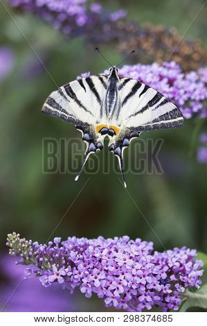 Scarce Swallowtail, Iphiclides Podalirius. Beautiful Butterfly On Flowers. Amazing Macro Photo. Colo