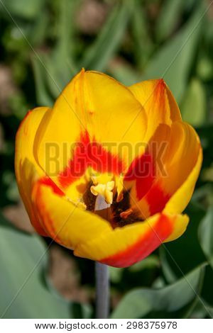 Beautiful Orange And Yellow Tulip With Green Leaves, Blurred Background In Tulips Field Or In The Ga