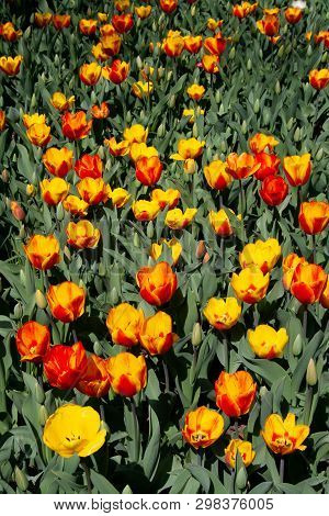 Beautiful Orange And Yellow Tulips With Green Leaves, Blurred Background In Tulips Field Or In The G