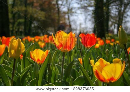 Beautiful Orange And Yellow Tulips With Green Leaves, Blurred Background In Tulips Field Or In The G