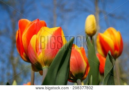 Beautiful Orange And Yellow Tulips With Green Leaves, Blurred Background In Tulips Field Or In The G