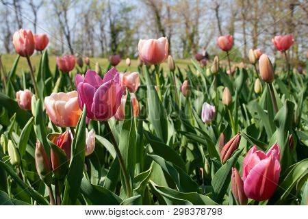 Beautiful Pink, Purple And White Tulips With Green Leaves, Blurred Background In Tulips Field Or In 