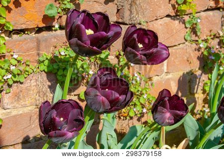 Beautiful Black Tulips With Green Leaves, Blurred Background In Tulips Field Or In The Garden On Spr