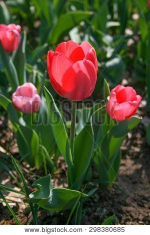 Beautiful Red And White Tulips With Green Leaves, Blurred Background In Tulips Field Or In The Garde