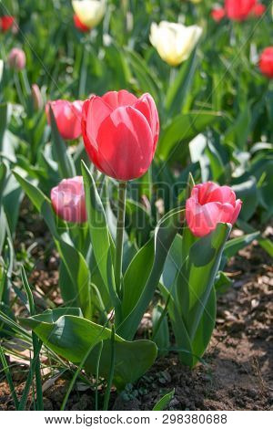 Beautiful Red And White Tulips With Green Leaves, Blurred Background In Tulips Field Or In The Garde