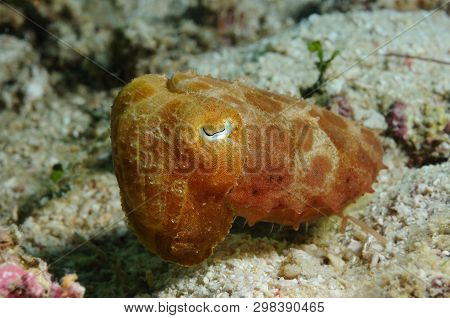 Needle Cuttlefish (sepia Aculeata (lat)) Is Having A Rest Close To A Sea Bottom, Panglao, Philippine