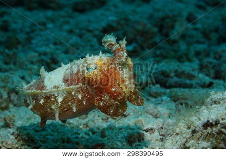 Needle Cuttlefish (sepia Aculeata (lat)) Is Changing Colors, Panglao, Philippines