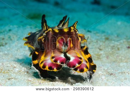 Flamboyant Cuttlefish