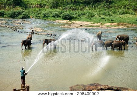 Man Washing Elephants In The River Of Asian Island