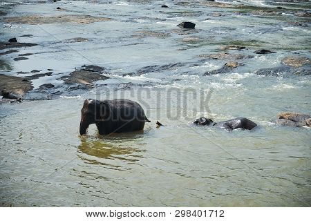 Elephants Bathing In Jungle River Of Sri Lanka
