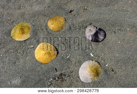 Different Colors Of Sand Dollars On Wet Sandy Beach In Parksville British Columbia