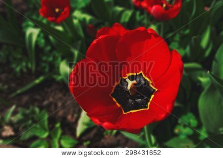 Open Bud Of A Red Tulp Flower Closeup Under Morning Sunlight, Selective Focus. Gardening Concept