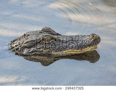 Alligator Swimming Through The Everglades With Head Showing