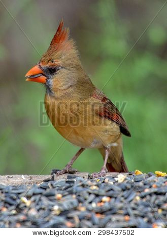 Orange And Brown Female Cardinal Eating Sunflower Seeds