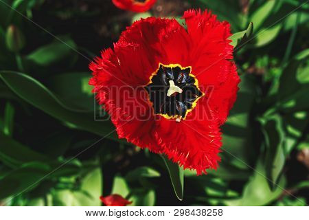 Open Bud Of A Red Tulp Flower Closeup, Selective Focus. Gardening Spring Concept
