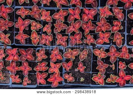Plants Of Coleus Blumei In Plastic Pots, Top View