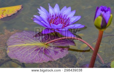 Purple Water Lily And Lily Pad In Pond