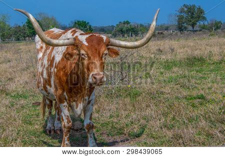 Brown And White Texas Longhorn Steer On The Ranch