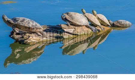Family Of Turtles Sunning Themselves On A Log