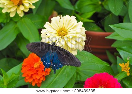 Black And Blue Butterfly On White Flower