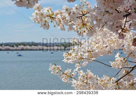 Cherry Blossoms In Bloom Along The Tidal Basin In Washington