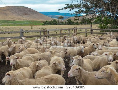 Flock Of Shorn Sheep In A Corral