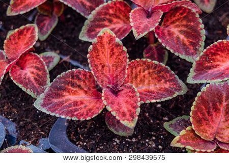 Plants Of Coleus Blumei, Close Up View.