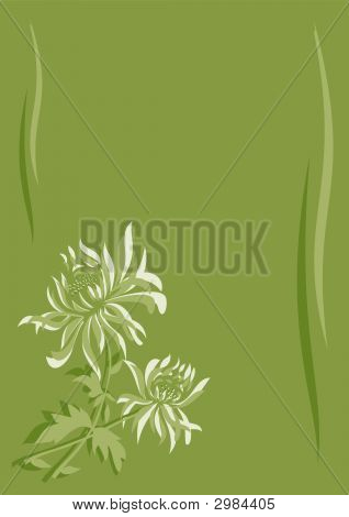 Chrysantheme