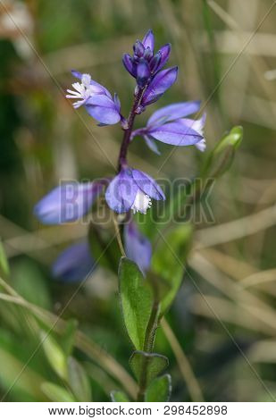 Heath Milkwort - Polygala Serpyllifolia
Small Acidic Grassland Flower