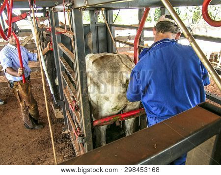 Londrina, Pr, Brazil, 10/23/2003. Veterinarian Examines And Initiates Artificial Insemination Work O