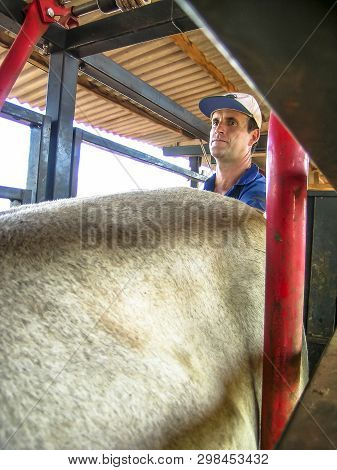 Londrina, Pr, Brazil, 10/23/2003. Veterinarian Examines And Initiates Artificial Insemination Work O