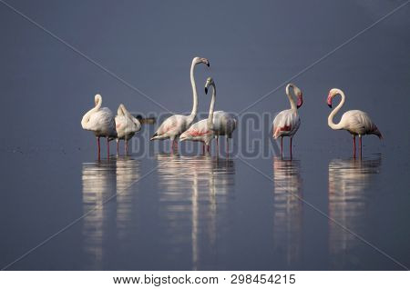The Greater Flamingo, Phoenicopterus Roseus Standing In Water With Reflection At Bhigwan, Pune, Maha