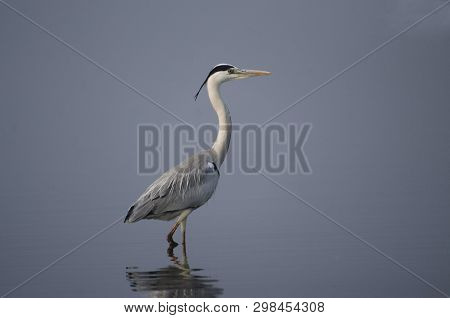 Grey Heron, Ardea Cinerea Standing In Water With Reflection At Bhigwan, Pune, Maharashtra, India.