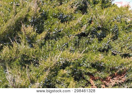 Juniperus Sabina, The Savin Juniper Or Savin, Is A Species Of Juniper Native To The Mountains Of Cen