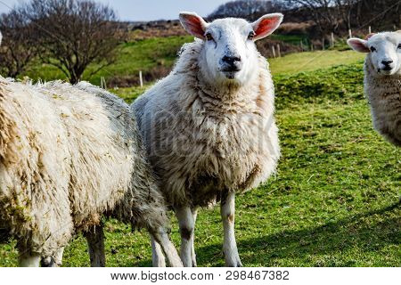 Funny Flock Of Staring Sheep Looking Into The Camera