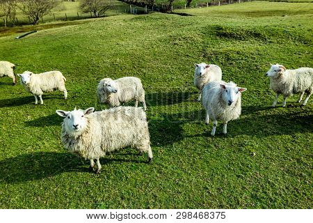 Funny Flock Of Staring Sheep Looking Into The Camera