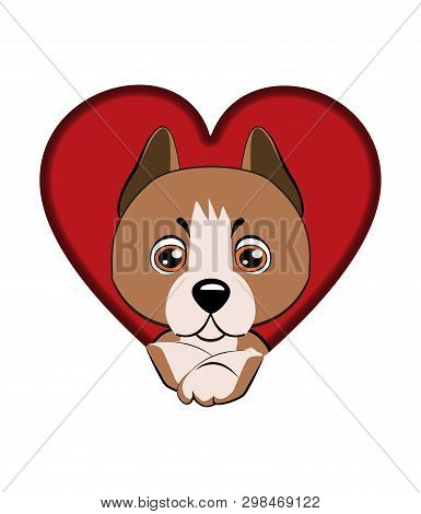 Staffordshire Terrier Dog. Dog Came Out Of A Hole